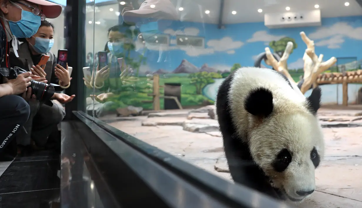 Panda raksasa bernama Qingcheng beraktivitas dalam kandangnya di sebuah kebun binatang di Anshan, Liaoning, China, Kamis (21/5/2020). Dua panda raksasa bernama A'ling dan Qingcheng akan tampil di hadapan publik usai menjalani fase adaptasi. (Xinhua/Yao Jianfeng)