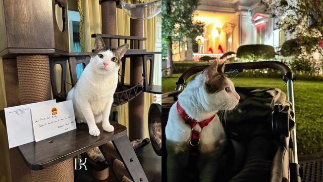 Rumah Bobby Kertanegara Kucing Prabowo