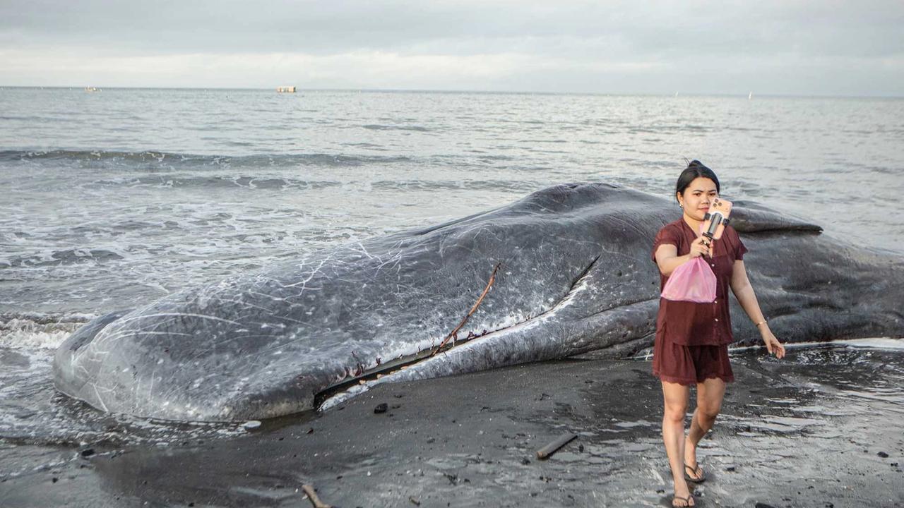 FOTO: Paus Sperma Terdampar Mati di Pantai Melaya Jembrana