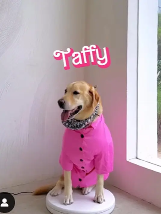 Anjing kesayangan mereka, Butter pun ikut cosplay jadi Taffy dengan kemeja pink yang imut. Lengkap dengan scarf di leher [@tiffanysoetanto]