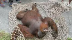 Rusaknya habitat orangutan membuat orangutan masuk perkebunan warga untuk mencari makan.