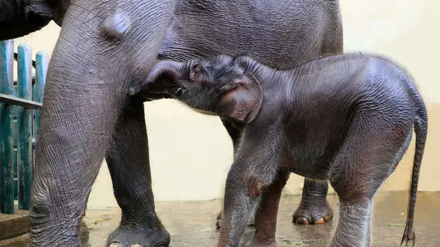 Covid, anak gajah di Taman Safari yang baru lahir akhir April 2020