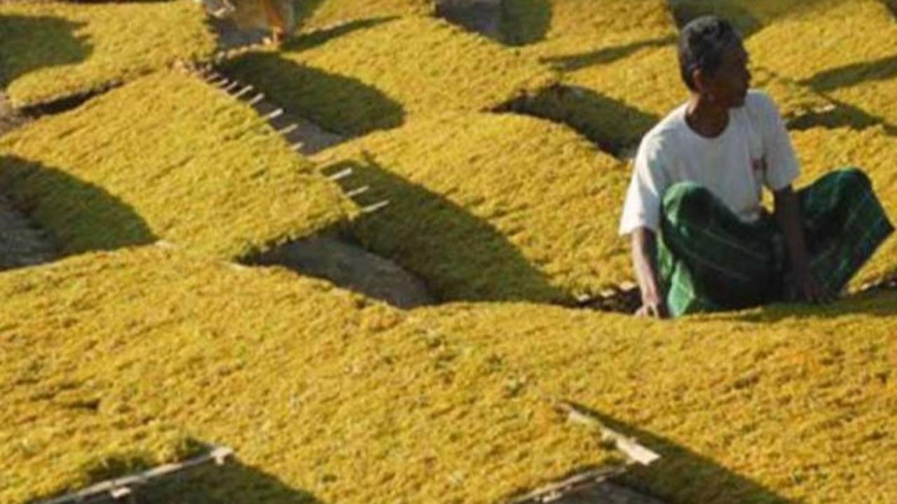 Lindungi Petani Tembakau, Moratorium Kenaikan Cukai Jadi Langkah Strategis