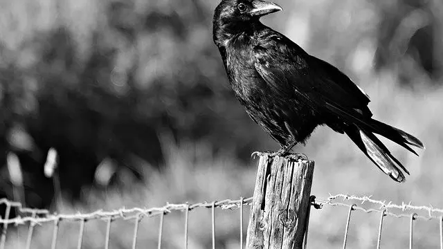 How to Connect with Raven Energy