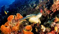 Top 3 Berita Hari Ini: Kata Kemenpar soal Turis China Diduga Berburu Penyu di Raja Ampat