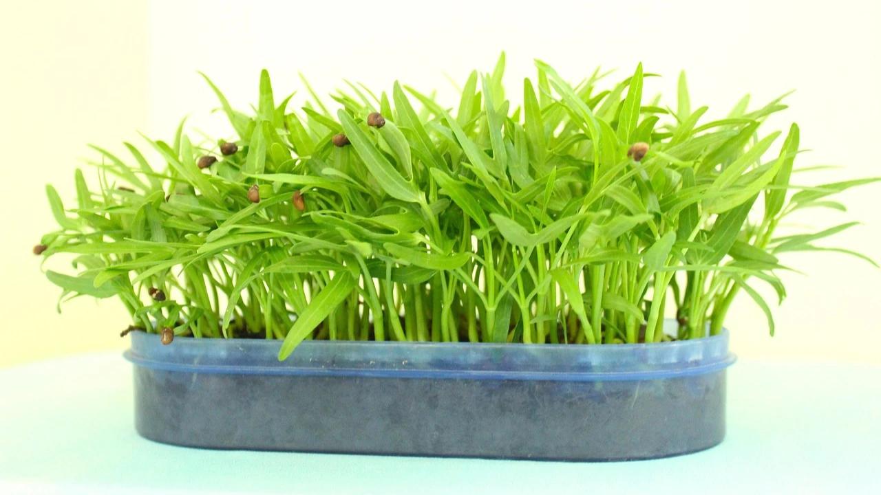 Panduan Menanam Kangkung Cepat Panen dalam 21 Hari dengan Media Sederhana, Bisa Dicontoh