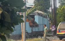 Jalur Pelarian Orang Utan dari Kandang ke Warung Ayam Goreng