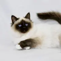 Mengenal 8 cara kucing ungkapkan Cinta kepada Kamu 