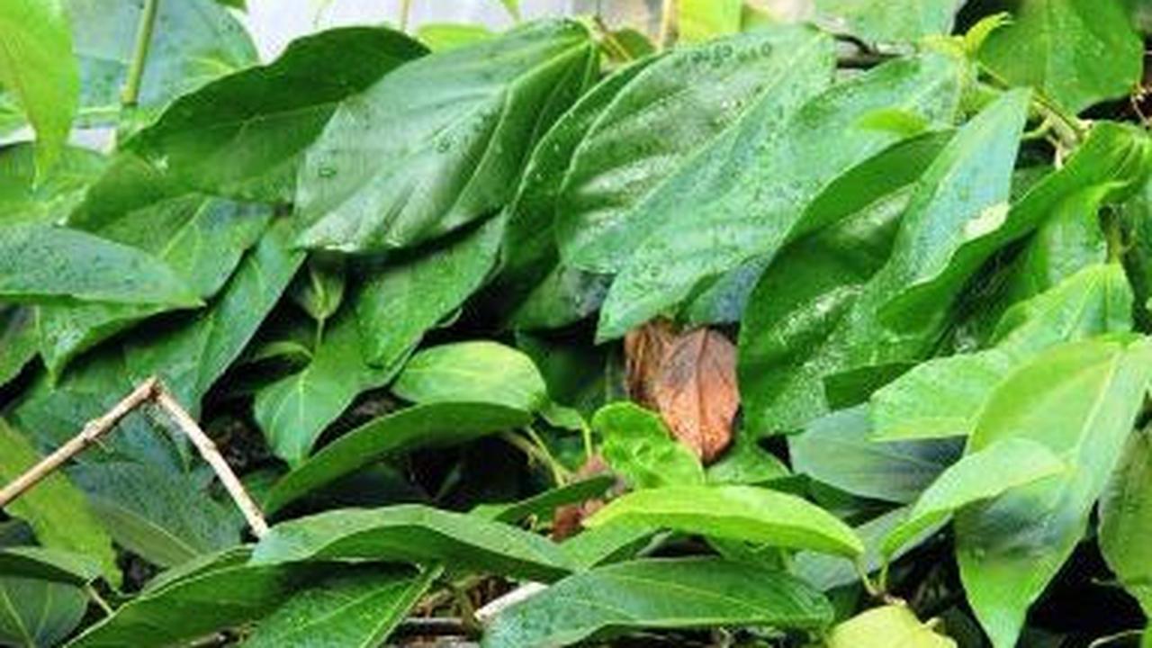 <b>Pilihan Cara Konsumsi Daun Cincau</b>