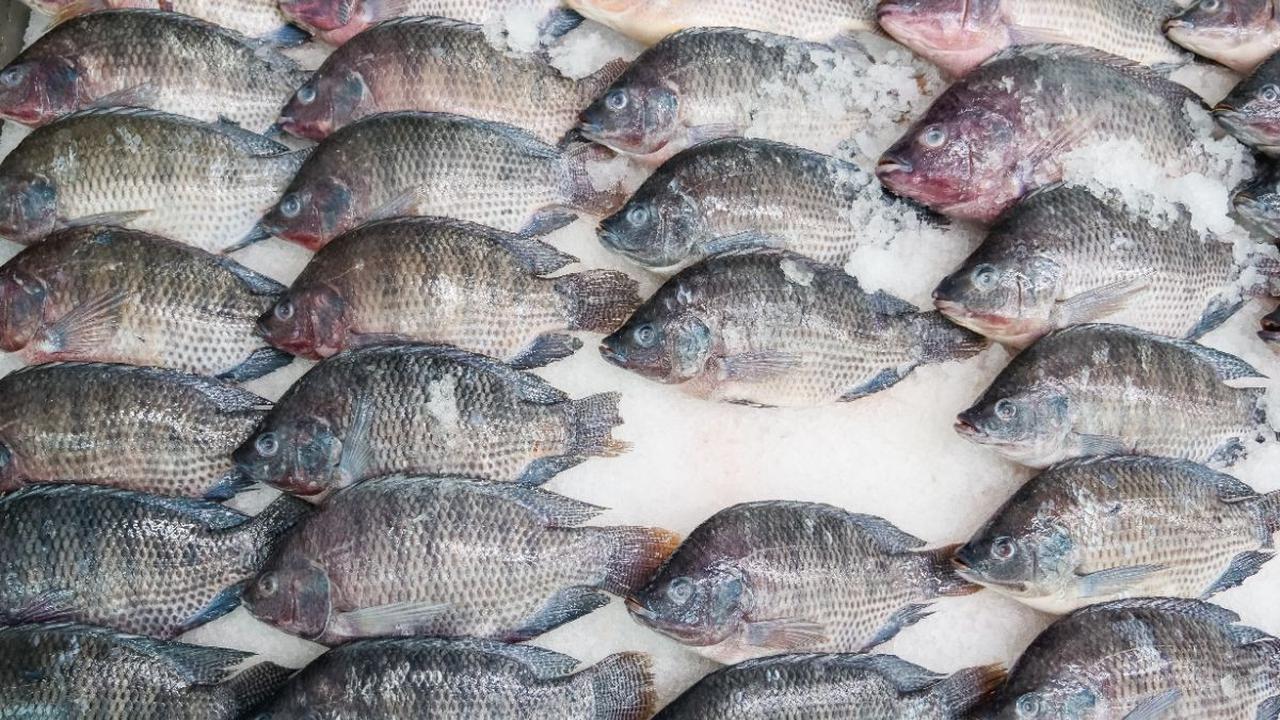 Ikan Nila