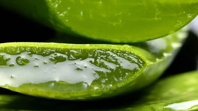 Lidah buaya/copyright Pixabay.com/