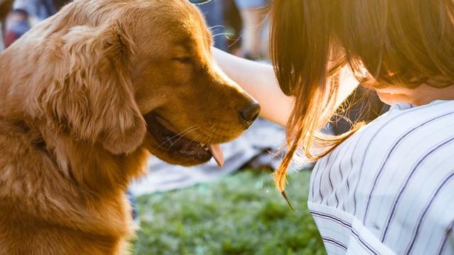 Ilustrasi anjing, hewan peliharaan