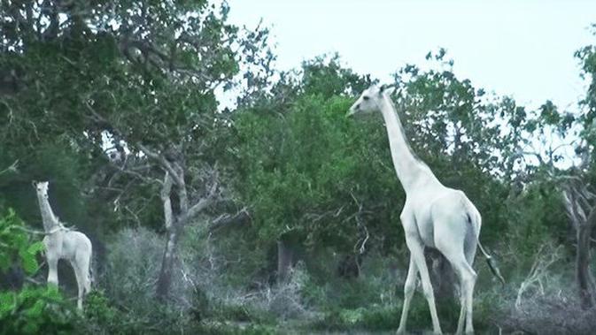 Unik Langka Jerapah Berwarna Putih Menampakkan Diri Di Kenya Lifestyle Fimela Com