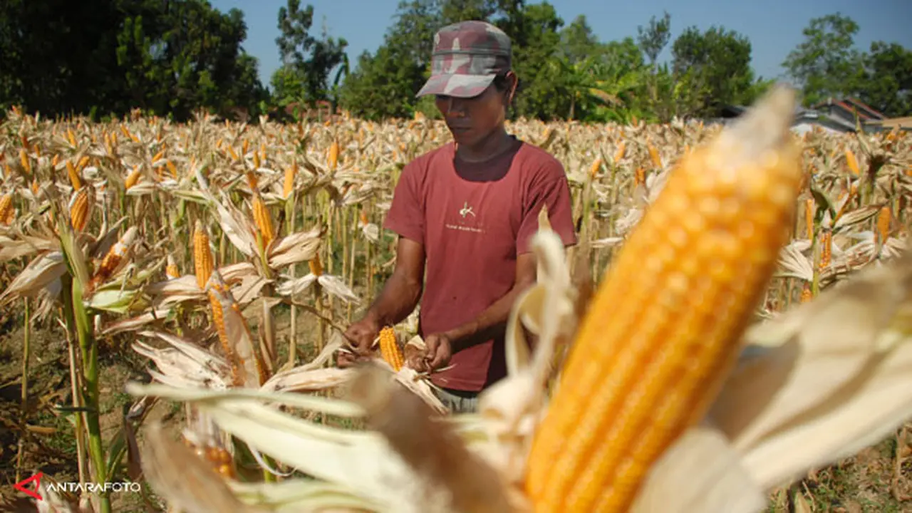 petani-jagung-131101b.jpg