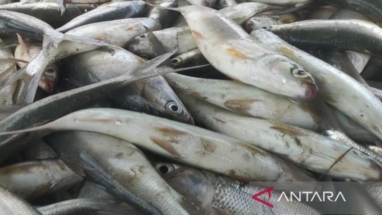 Tahukah Anda, 70% Biaya Produksi Ikan adalah Pakan? Pemkab Kuningan Fokus Kembangkan Perikanan Budidaya