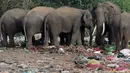 Kawanan gajah liar mencari makan di tumpukan sampah Desa Digampathana, Sri Lanka, Sabtu (19/8). Pemerintah setempat mengatakan sejumlah gajah mati setelah menelan plastik di tempat pembuangan sampah terbuka. (LAKRUWAN WANNIARACHCHI/AFP)