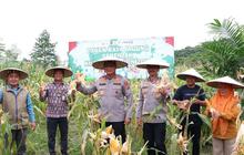 Polda Kaltara Panen Jagung 5,3 Hektare, Perkuat Ketahanan Pangan Nasional