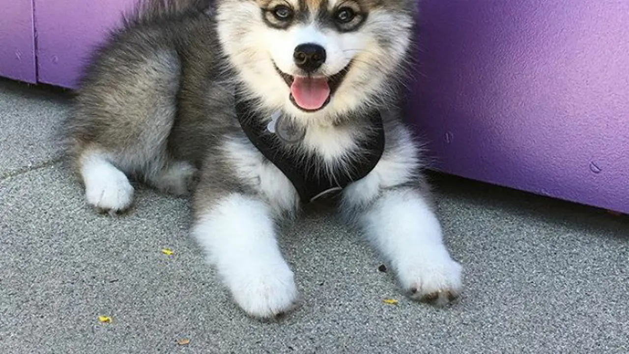 [Bintang] Gemas to the Max, Anjing Husky Ini Jadi Primadona di Instagram