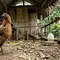 12 Cara Ternak Ayam Kampung Sambil Tetap Bekerja, Cocok Jadi Usaha Sampingan