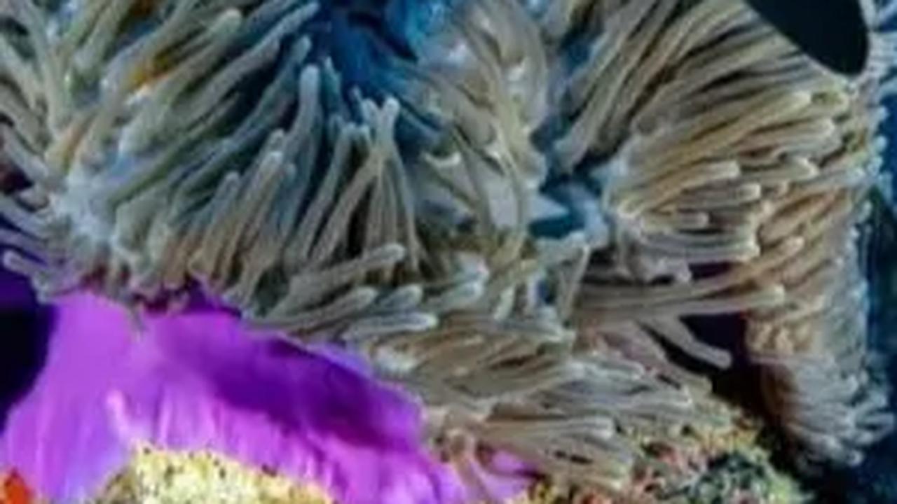 Ilmuwan Temukan Lumba-Lumba Langka, Ada Jempolnya Seperti Manusia