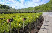 Jelang WWF ke-10, Kementerian PUPR Rampungkan Penataan Kawasan Mangrove Tahura Ngurah Rai