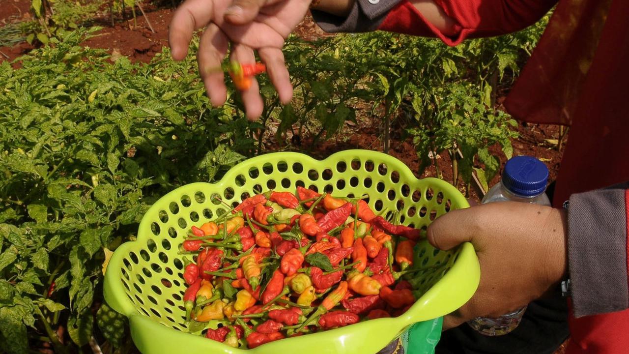 Cabai-cabai ini juga dapat dinikmati semua kalangan dengan syarat harus berkoordinasi dengan RT dan RW dinas terkait. Foto: merdeka.com / Imam Buhori