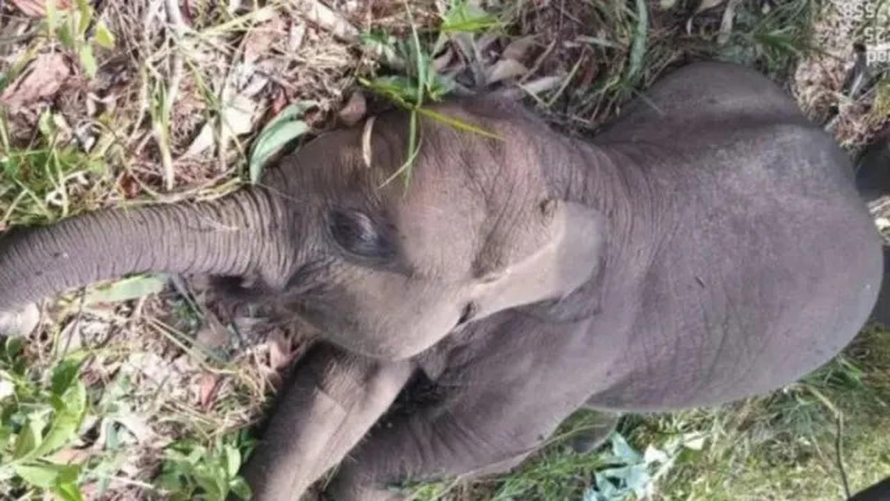 Diduga Diracun, Anak Gajah Sumatera di Taman Nasional Tesso Nilo Ditemukan Mati dengan Perut Menggembung