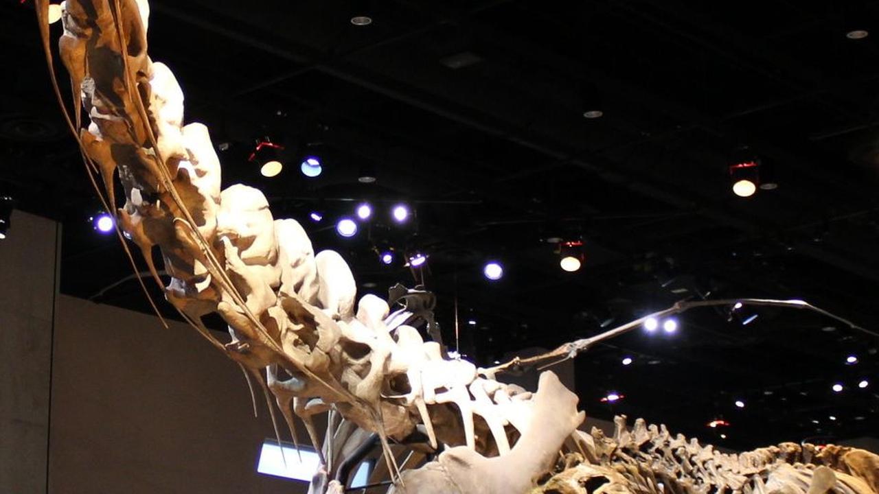2.&nbsp;Alamosaurus