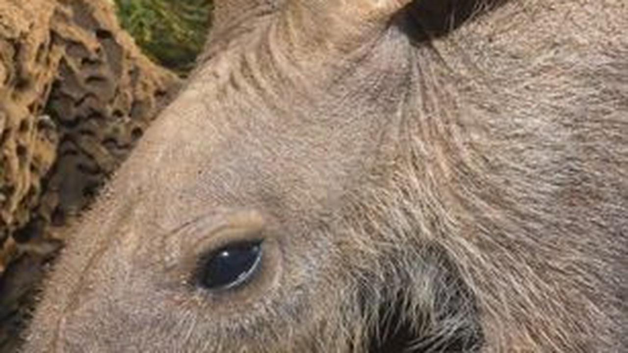 6. Tapir atau Aardvark<br>