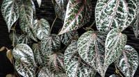 Daun Sirih Merah (Foto: indonesia.go.id)
