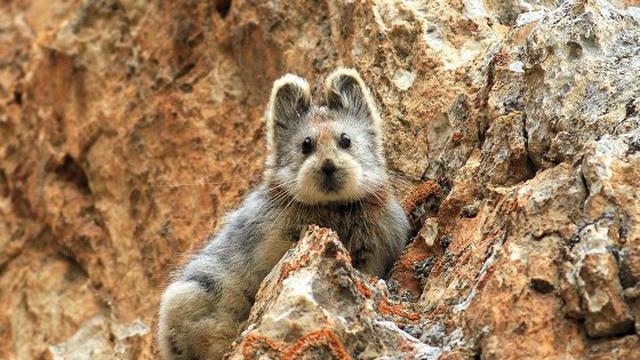 96 Koleksi Gambar Hewan Langka Ajaib HD Terbaik