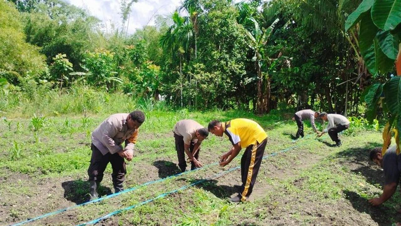 Polsek Sentani Timur Tanam Jagung Manis, Wujud Nyata Dukungan Ketahanan Pangan Nasional
