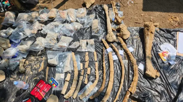 Penemuan fosil gajah purba Stegodon
