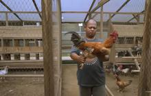 Pria Sleman Ini Sukses Ternak Ayam KUB, Ini Kisah Inspiratif di Baliknya