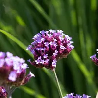 Bunga verbena(Foto: Unsplash/Timo C. Dinger)