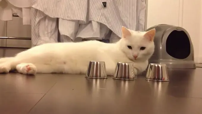 Kucing Pintar Ini Bikin Kamu Minder Jadi Manusia