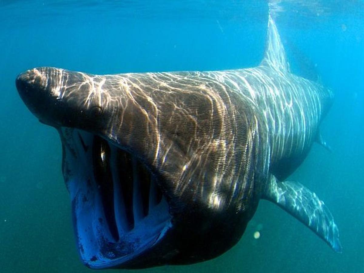 Hiu Basking Rangking Dua Ikan Terbesar di Dunia