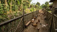 17 Cara Ternak Ayam Kampung Tanpa Membeli Kandang, Cocok untuk Pemula dengan Modal Terbatas