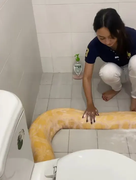 Lewat unggahan laman Instagram pribadinya, pemilik nama lengkap Citragama Prameswari ini dengan berani memeluk reptil berukuran besar itu. Ia bahkan tak takut mengelus-elus meski piton dikenal sebagai hewan yang punya daya lilitan kuat. (Liputan6.com/IG/@memes_prameswari)
