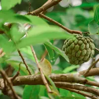 Srikaya memiliki sejumlah manfaat untuk kesehatan tubuh. (Foto: Unsplash/Muhamad Farihin)