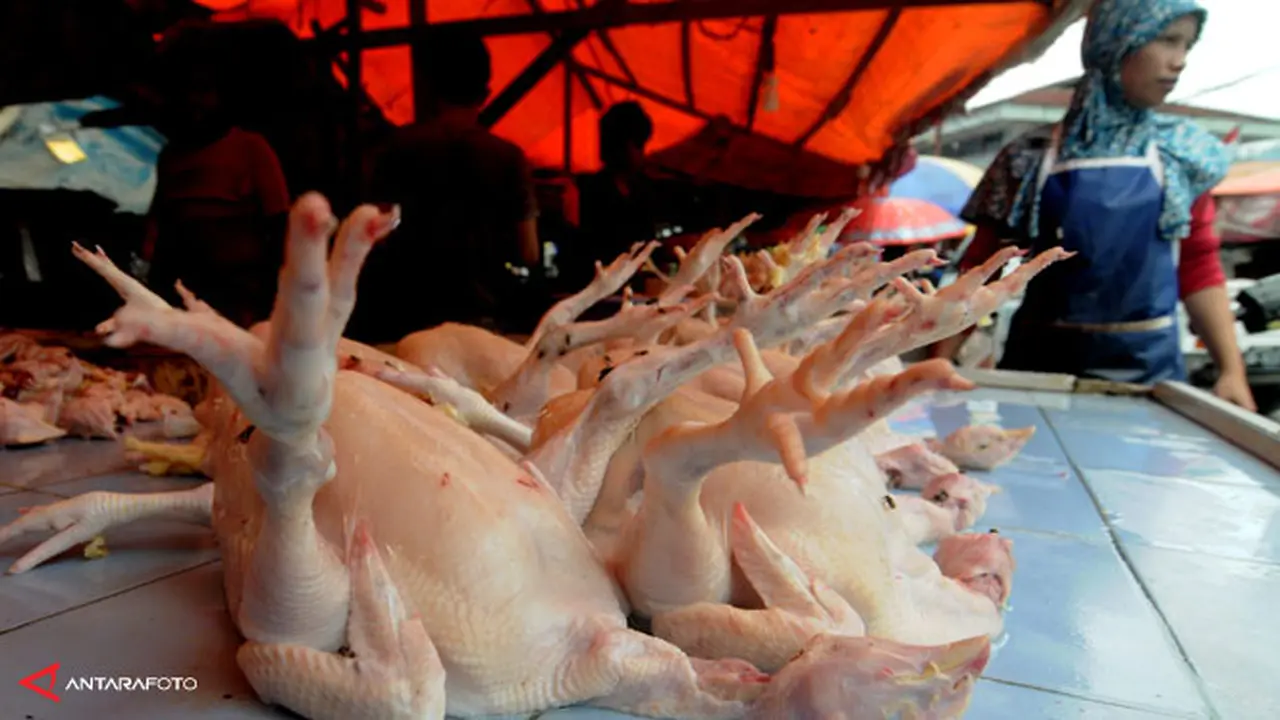 harga-ayam130801b.jpg