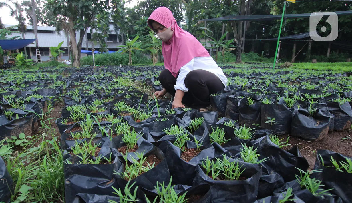 Petugas Dinas Ketahanan Pangan (DKP) Kota Tangerang merawat bibit tanaman di Tangerang, Banten, Rabu (4/11/2020). DKP Kota Tangerang menargetkan membagikan 486 ribu bibit tanaman hingga akhir November 2020 untuk warga melalui kecamatan di tengah pandemi COVID-19. (Liputan6.com/Angga Yuniar)