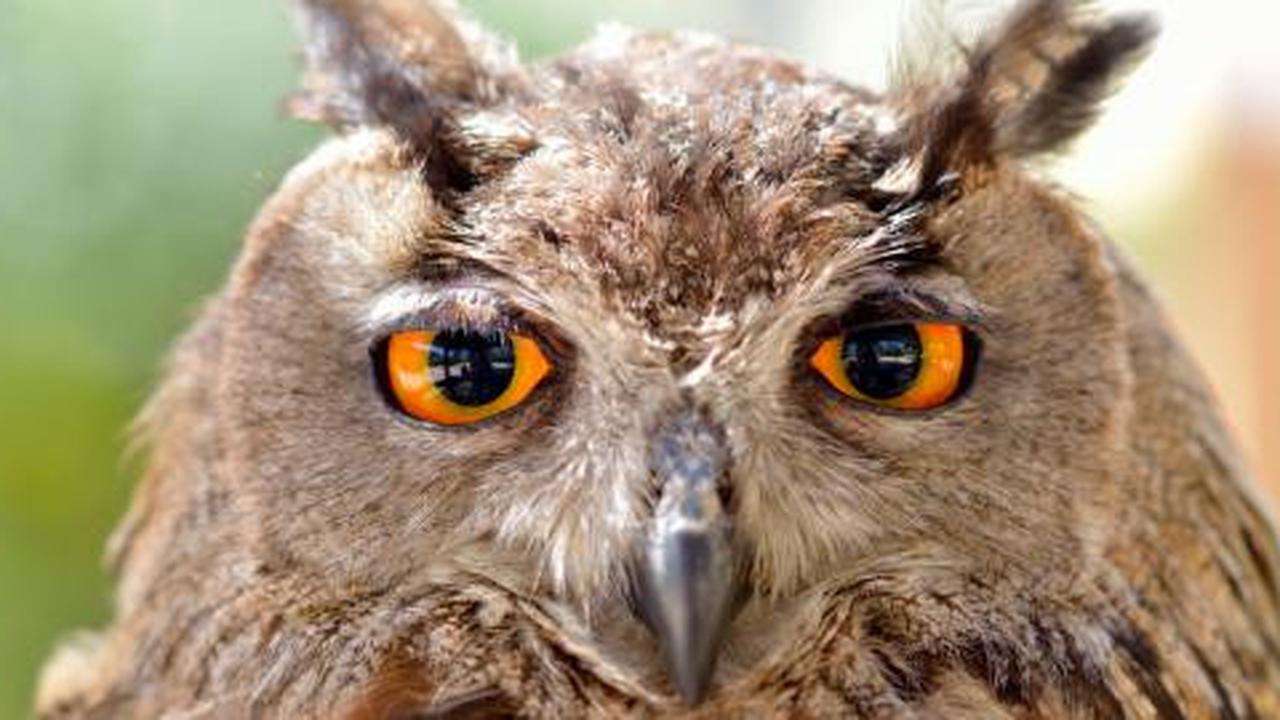 Jawaban mengapa burung hantu bisa memutar kepalanya