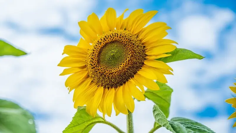 Ilustrasi bunga matahari