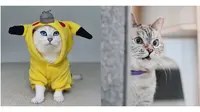 Bak Selebgram, 5 Akun Instagram Kucing Ini Punya Banyak Followers