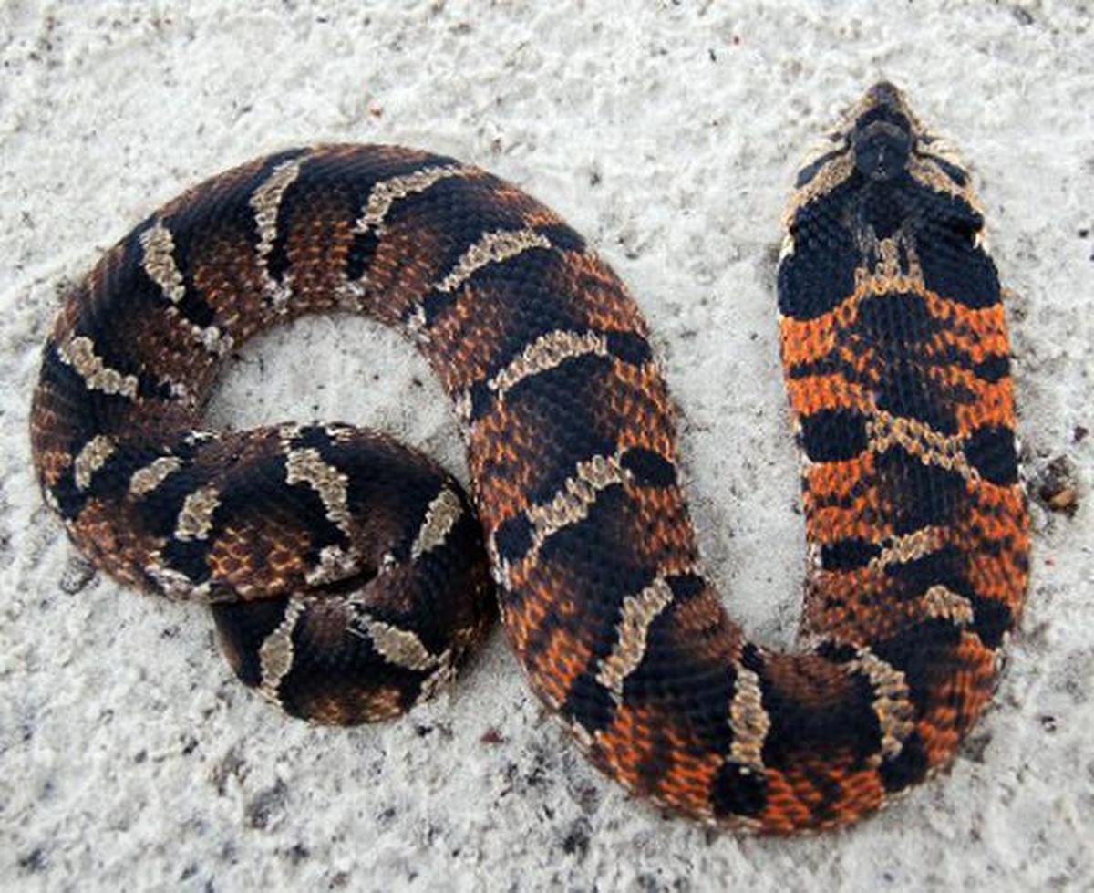 Hognose Snake (Ular Hidung Babi).