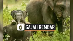 THUMBNAIL GAJAH