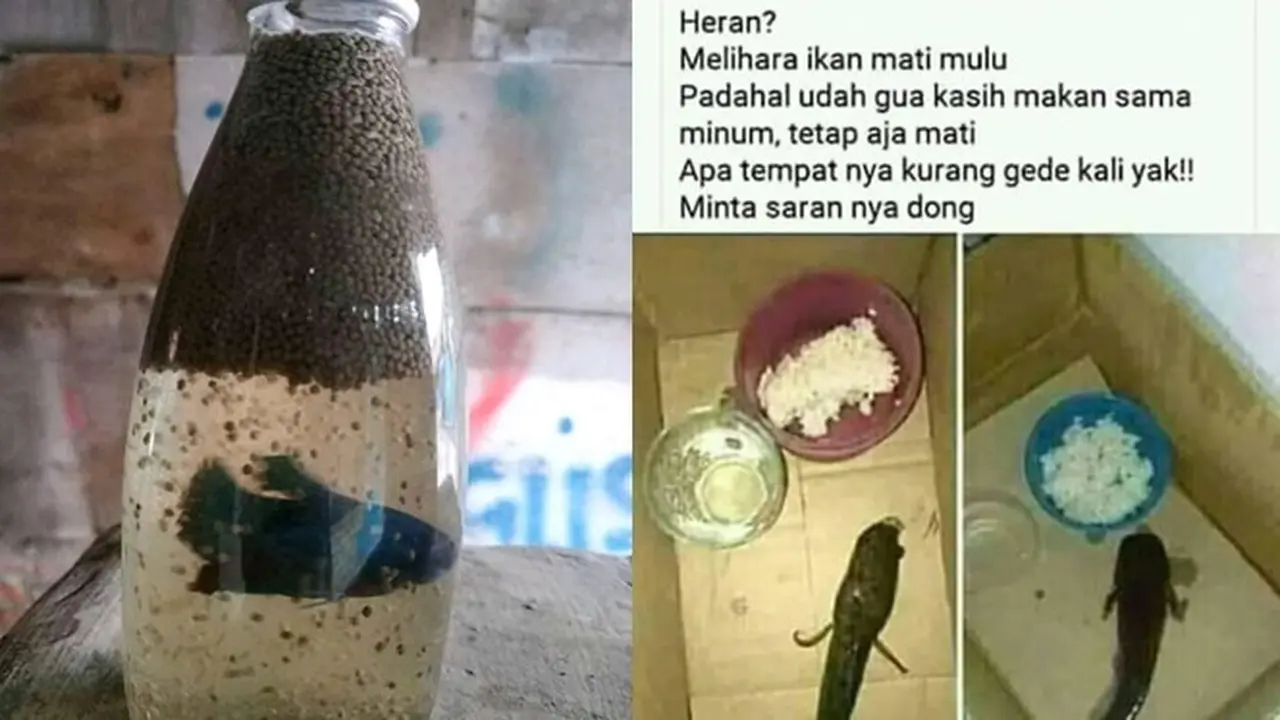 6 Kelakuan Absurd Kasih Makan Ikan Ini Bikin Geleng Kepala