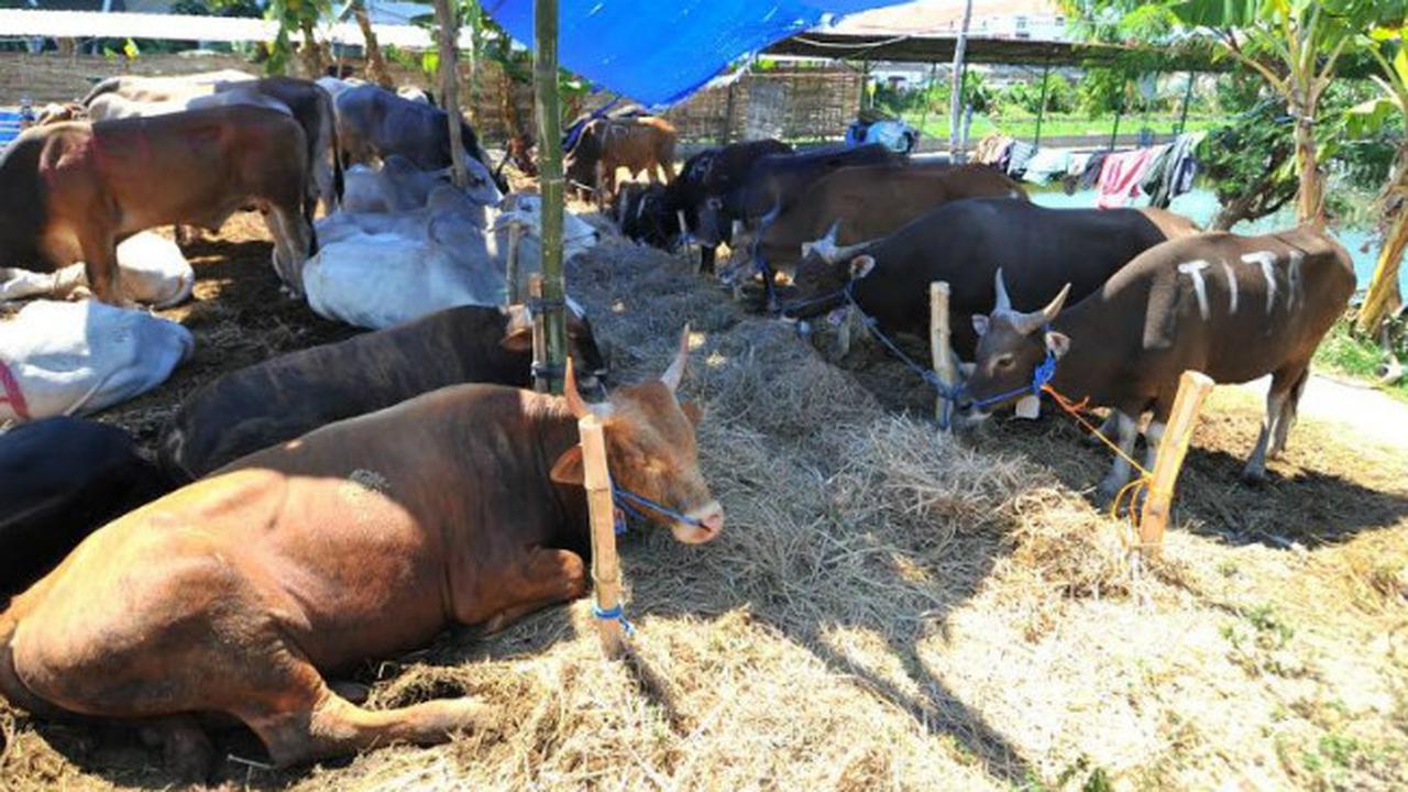 (Foto: Liputan6.com/Dian Kurniawan)