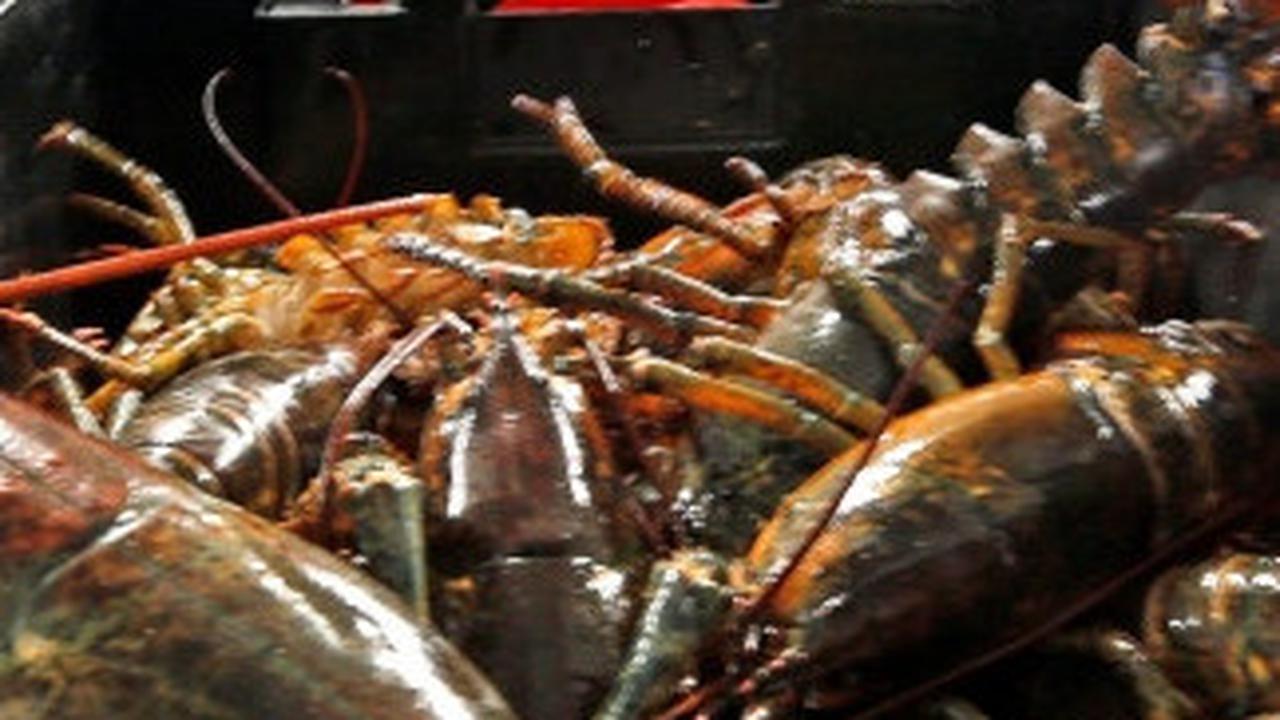Menteri Trenggono Ingin Indonesia Punya Peran Strategis di Rantai Pasok Lobster Dunia, Begini Langkah Diambil
